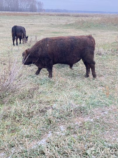 Быки абердин ангус