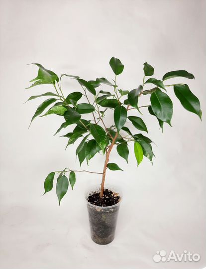 Фикус бенджамина эльдорадо