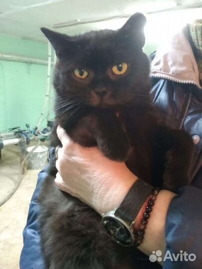 Коты в добрые руки