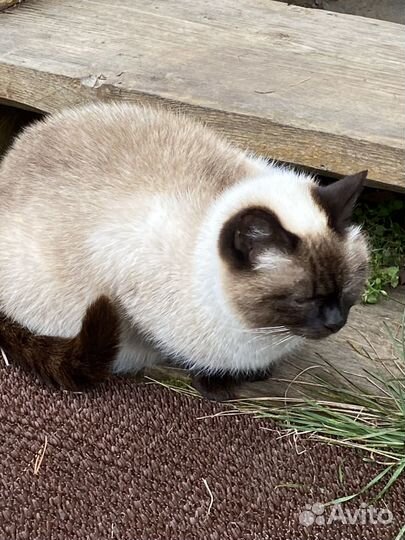 Сиамская кошка