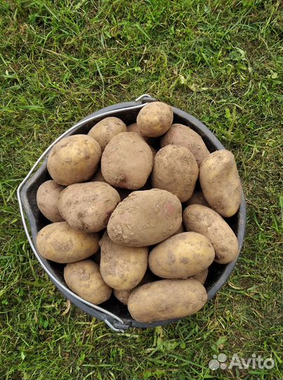 Картофель домашний