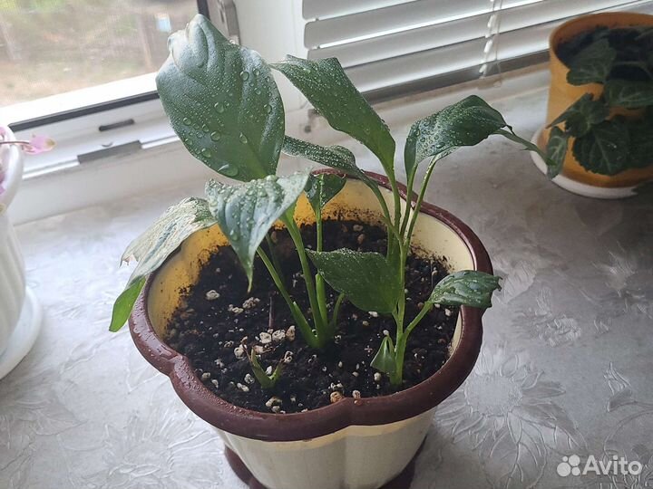 Спацифилум