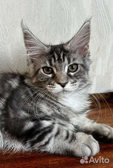 Котята мейн-кун