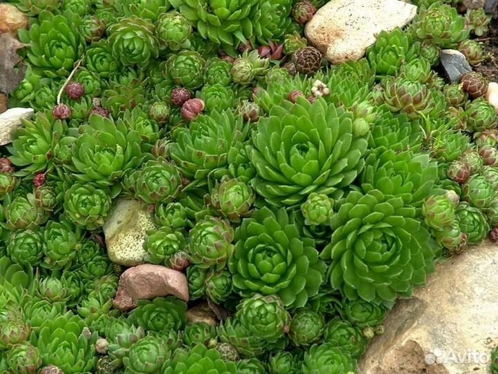 Заячья капуста