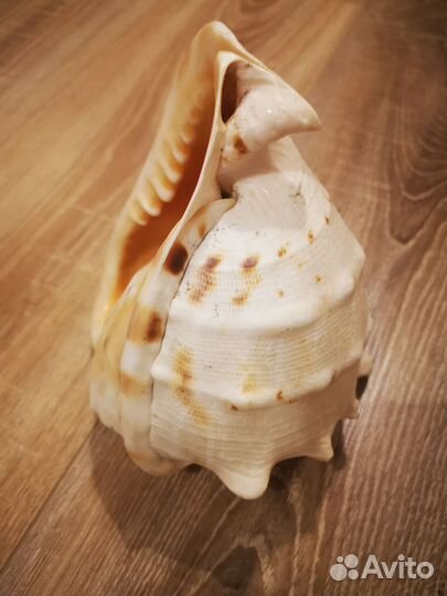 Ракушка большая раковина кассис