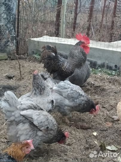 Продам Петуха