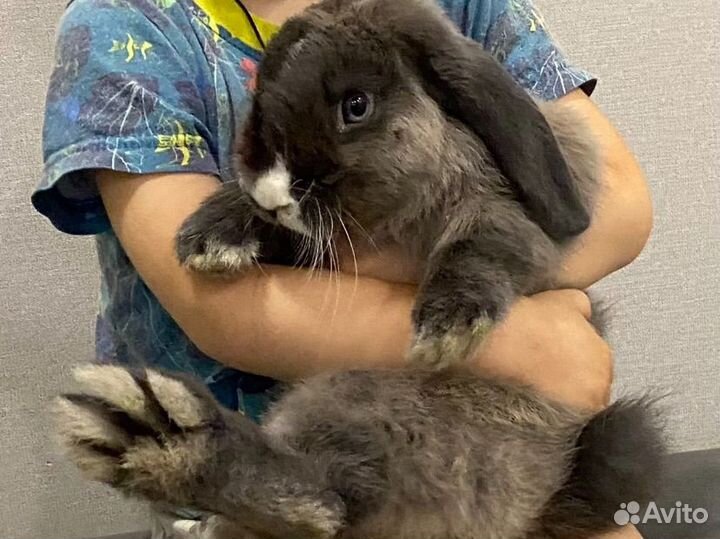 Кролик декоративный карликовый вислоухий баран