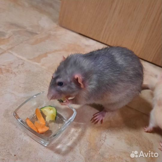 Крыса дамбо и стандартная