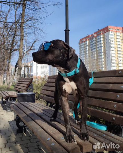 Пума ищет дом