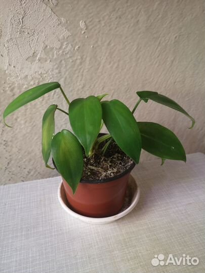 Сциндапсусы эпипремнумы, филодендроны