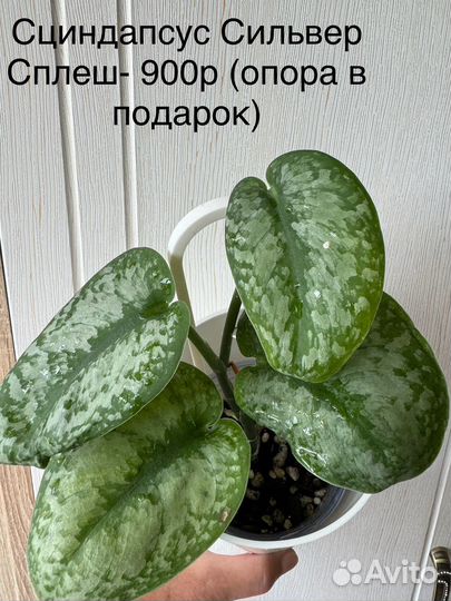 Хойи и сциндапсусы