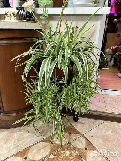 Хлорофитум