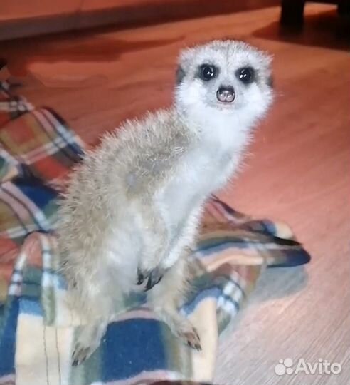 Сурикат девочка