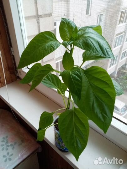 Рассада перцев