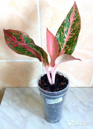 Аглаонема Престиж