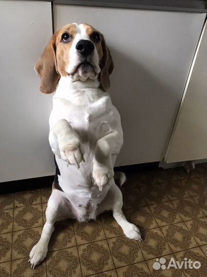 Бигль отдам бесплатно