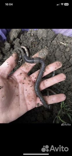 Черви для рыбалки