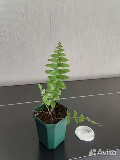 Папоротники