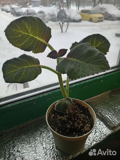 Глоксиния махровая