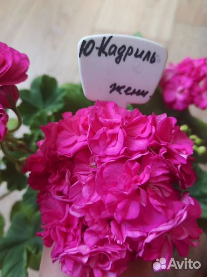 Пеларгония герань