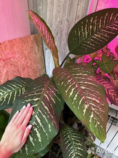 Диффенбахия