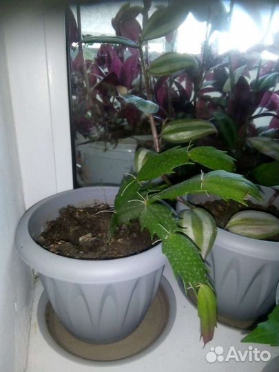 Цветы декабристы