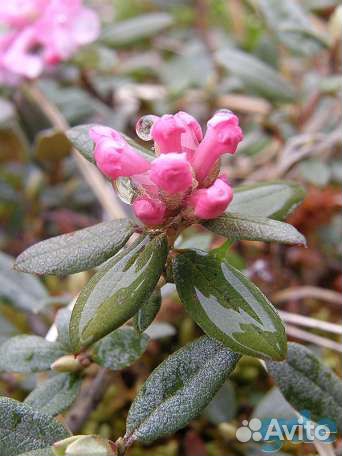 Семена Рододендрон Адамса (Саган-Дайля)