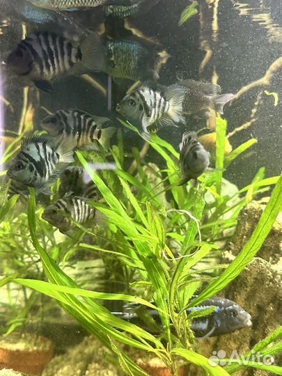 Аквариумные рыбки. Сапфировый попугай