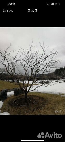 Обрезка плодовых деревьеви кустарников