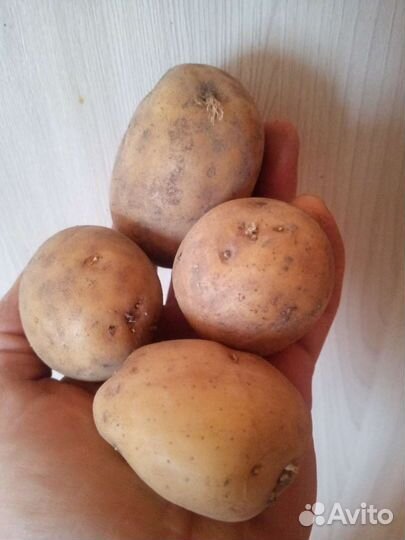 Семенной картофель