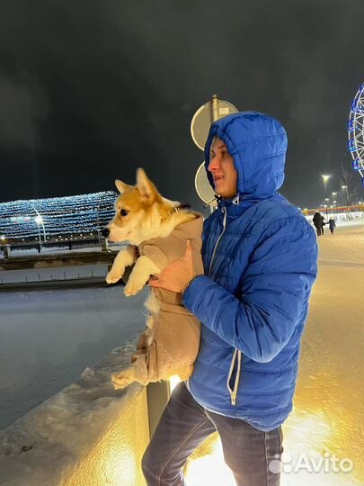 Кофта для собаки