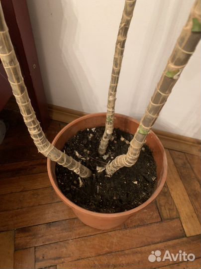 Пальма драцена