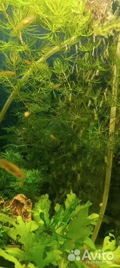 Сомики. Растения для аквариума, улитки Ампулярии