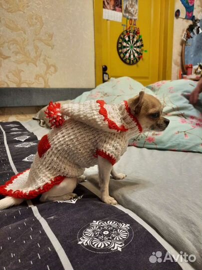 Вязаная Одежда для собак(маленьких пород)