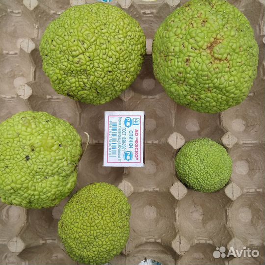 Адамово яблоко, маклюра от 3кг