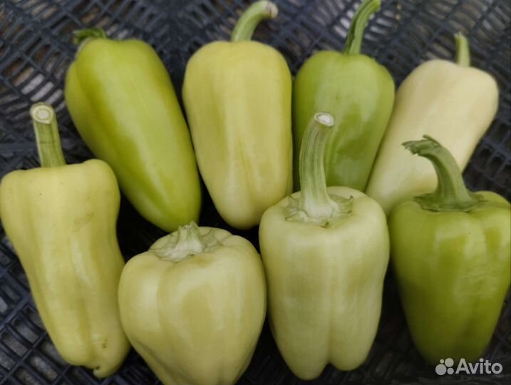 Огурцы, перцы, баклажан, кабачки
