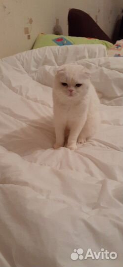 Кот шотландец вислоухий