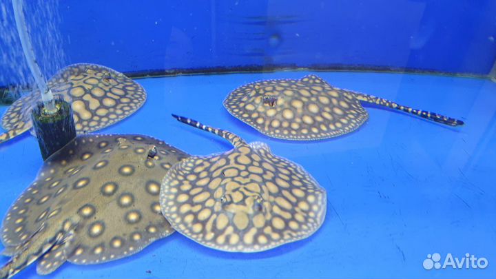 Скаты гибрид