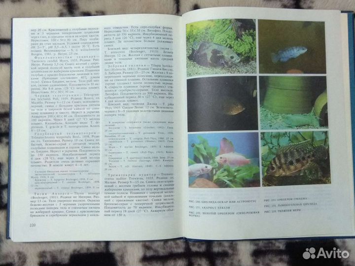 Книга Экзотические рыбы