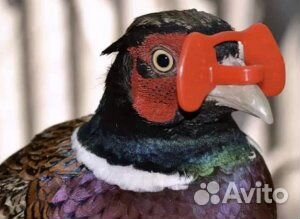 Очки (шоры) от расклева для кур, фазанов и др