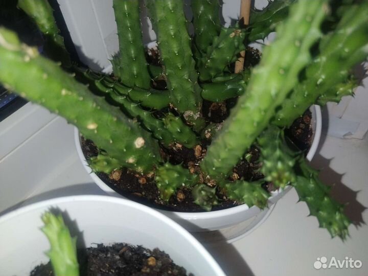 Гуэрния, стапелия