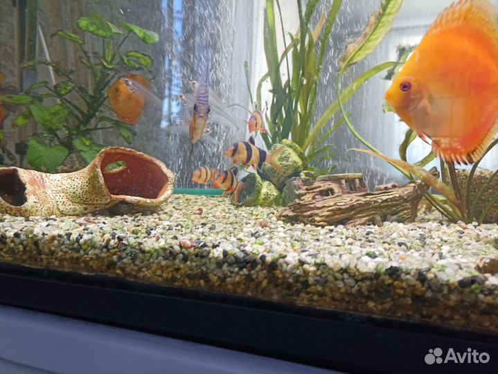 Боция клоун