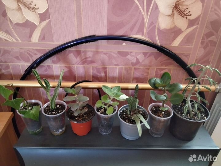 Комнатные растения набор