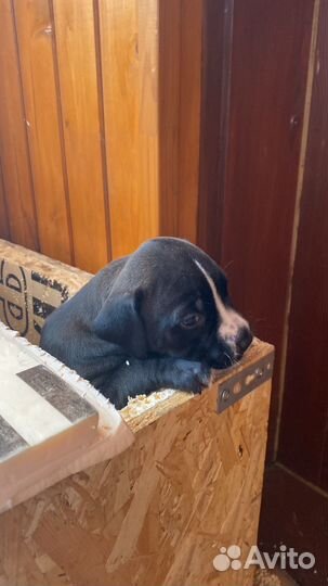 Щенки стафа