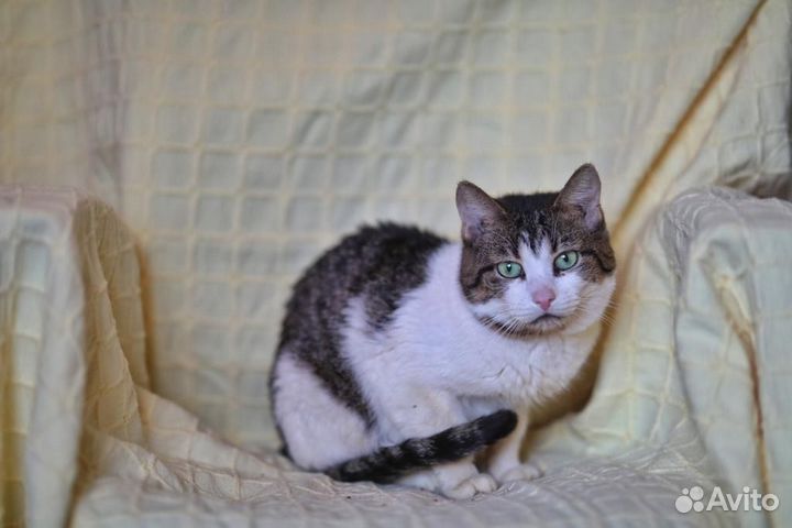 Ласковый и нежный Котик в поисках дома