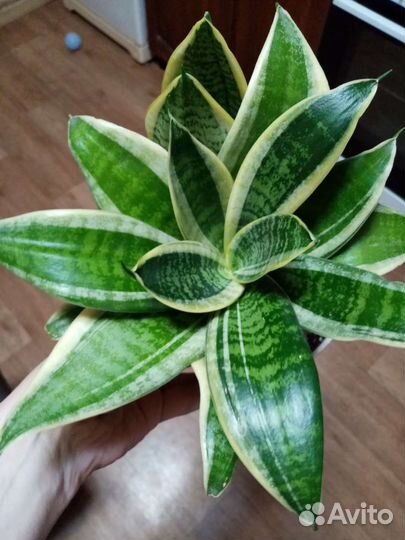 Сансевиерия ханни маргината