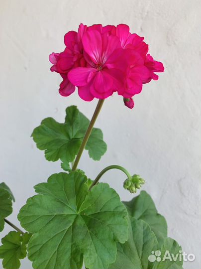 Пеларгония герань ярко-малиновая