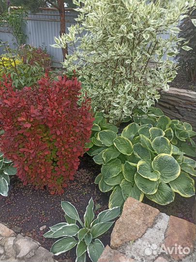 Декоративные кусты