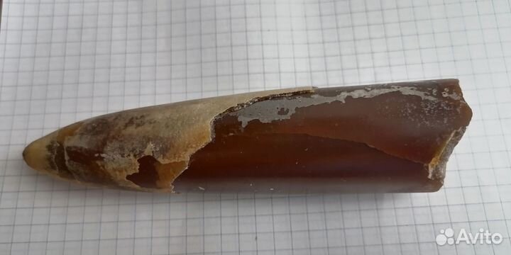 Белемнит большой, Чёртов палец