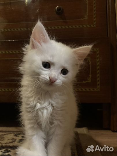 В добрые руки